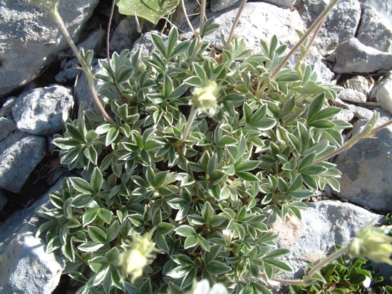Potentilla apennina /Potentilla degli Appennini